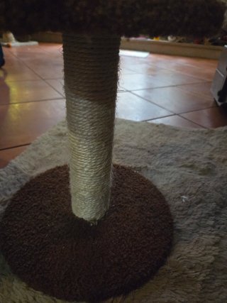 Set tiragraffi a forma di orso e spazzola