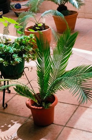 Palmeritas Cicas