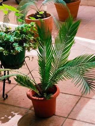 Palmeritas Cicas