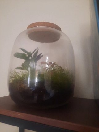 Terrario de cristal con corcho