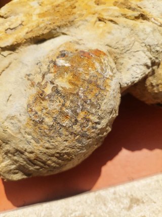Fóssil Nautilus e Amonite Jurássico
