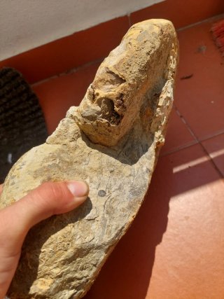 Fóssil Nautilus e Amonite Jurássico