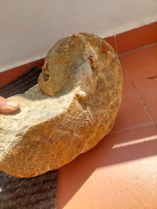 Fóssil Nautilus e Amonite Jurássico