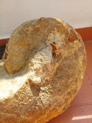 Fóssil Nautilus e Amonite Jurássico