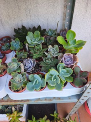 Suculentas variadas desde 1€