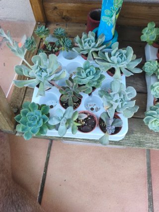 Suculentas variadas desde 1€