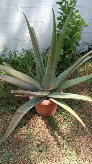 Planta Aloe Vera Grande en Maceta