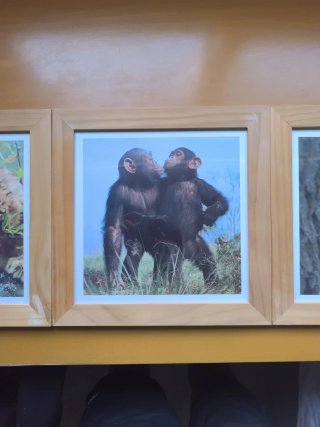 Pack 3 Cuadros Animales perfectos para habitación