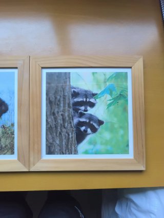 Pack 3 Cuadros Animales perfectos para habitación