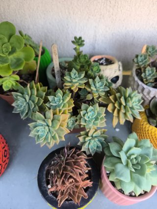 Suculentas desde 4€