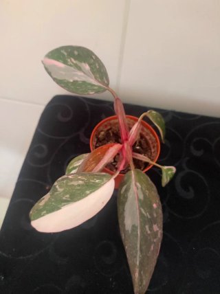 Philodendron Pink Princess