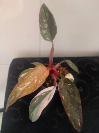 Philodendron Pink Princess variegado