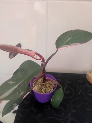 Philodendron Pink Princess