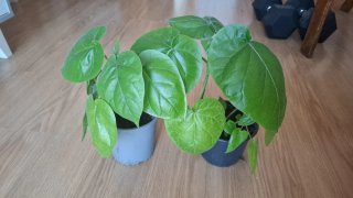 Planta tomate arbol