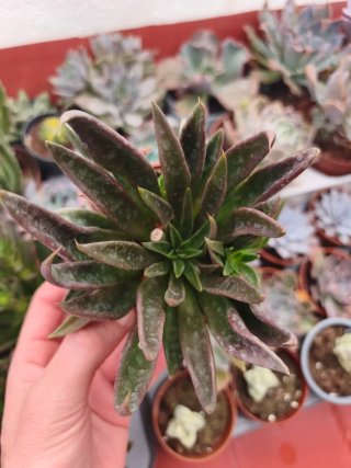 Echeveria serrana 8.5cm