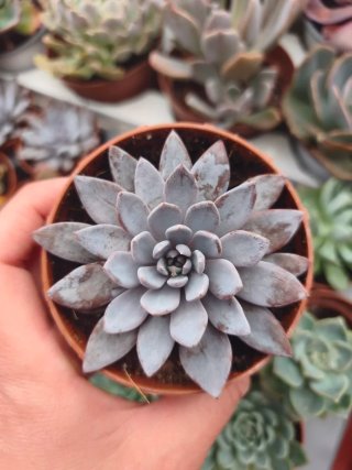 Graptoveria Lulu 8.5cm