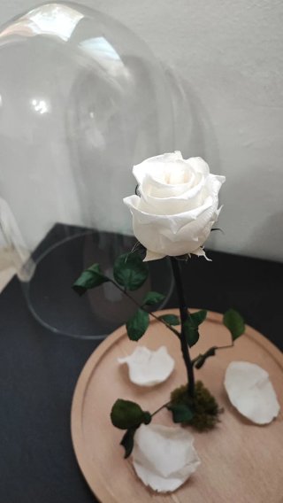 Rosa Eterna Blanca