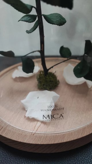 Rosa Eterna Blanca