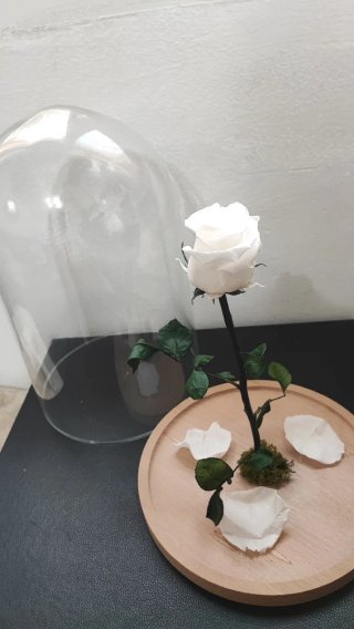 Rosa Eterna Blanca