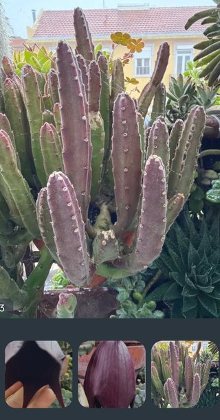 10 Cortes Stapelia Leendertziae