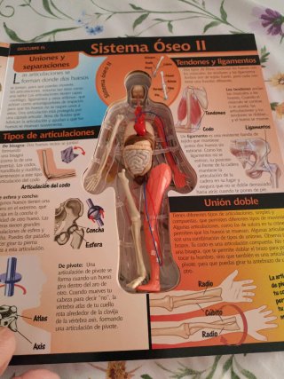 El Cuerpo Humano