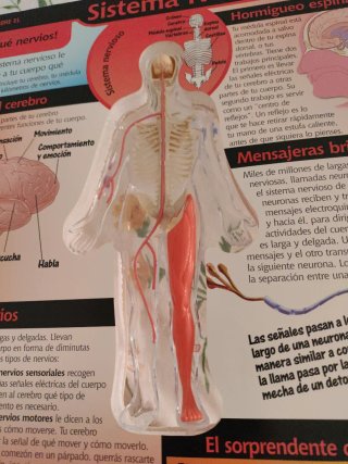El Cuerpo Humano
