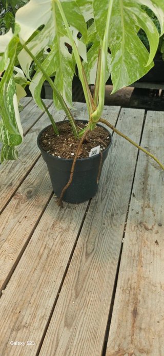 Monstera Albo Variegata