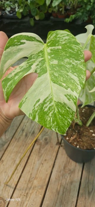 Monstera Albo Variegata
