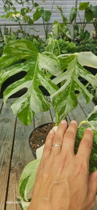 Monstera Albo Variegata