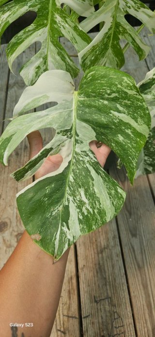 Monstera Albo Variegata