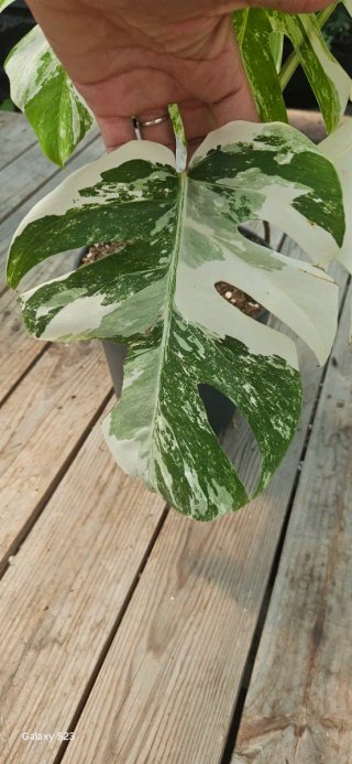 Monstera Albo Variegata