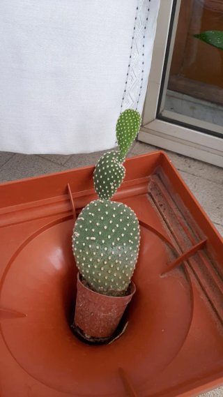 Pianta cactus Opuntia in vaso