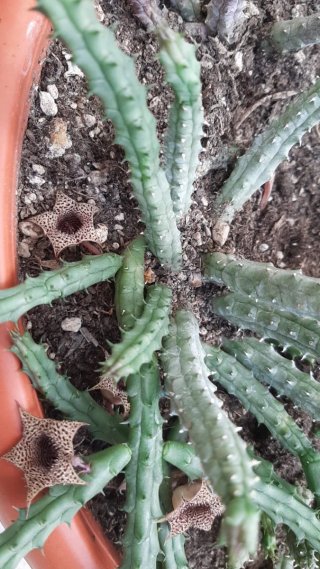 Pianta stapelia con fiori a stella