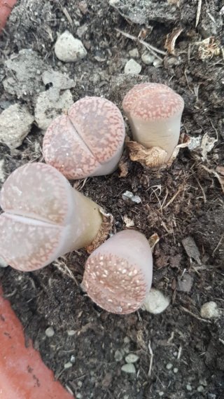 Piante sassi Lithops