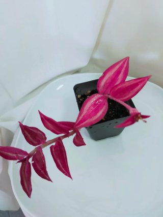 Tradescantia roxa e rosa