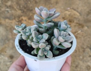 Graptopetalum Mendozae
