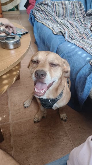 Cuido de tu perro/gato/mascota