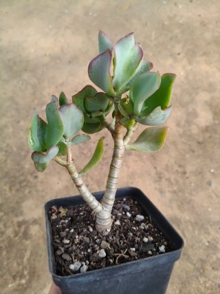 Suculenta