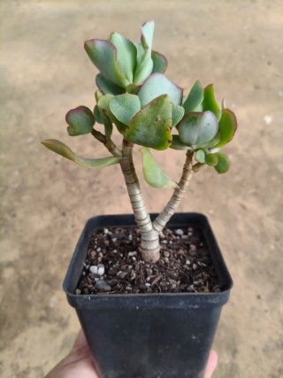 Suculenta