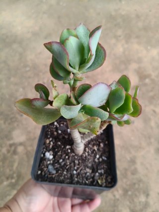 Suculenta