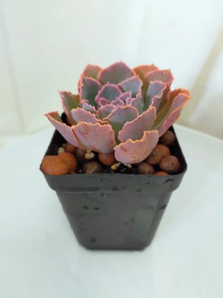 Echeveria Rara Néon