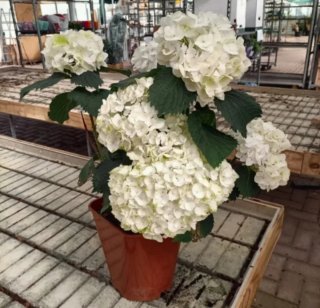 Ortensia Grande in Vaso