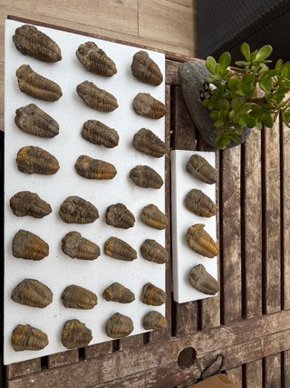 Fósiles Trilobites - Piezas Coleccionables