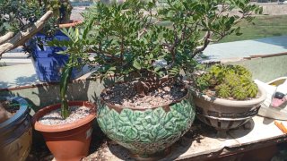 Bonsái Ficus con raíces expuestas