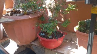 Bonsái Ficus con raíces expuestas