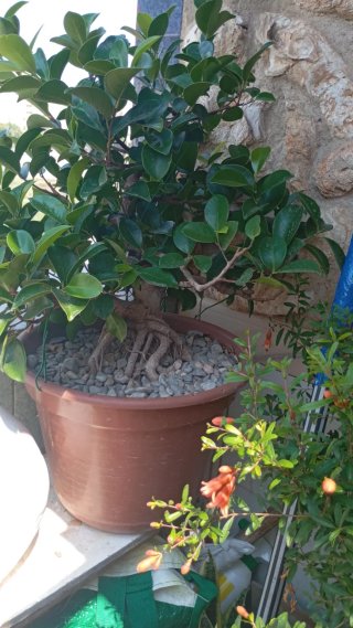 Bonsái Ficus con raíces expuestas