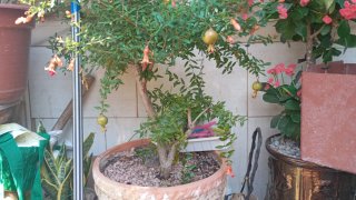 Bonsái Ficus con raíces expuestas
