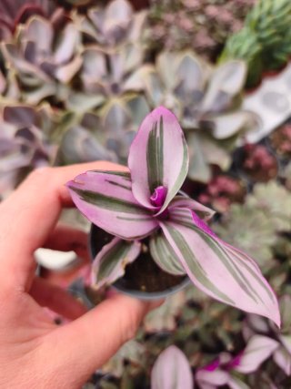 Tradescantia nanouk 5.5cm