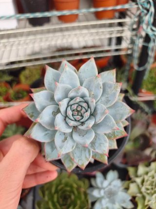 Echeveria blue birds 10.5cm