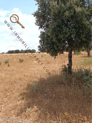 Parcela Rustica en Calvarrasa de Arriba